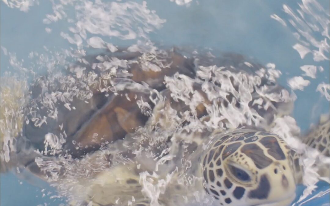 Witnessing the Effects of Plastic Pollution at the Sea Turtle Hospital