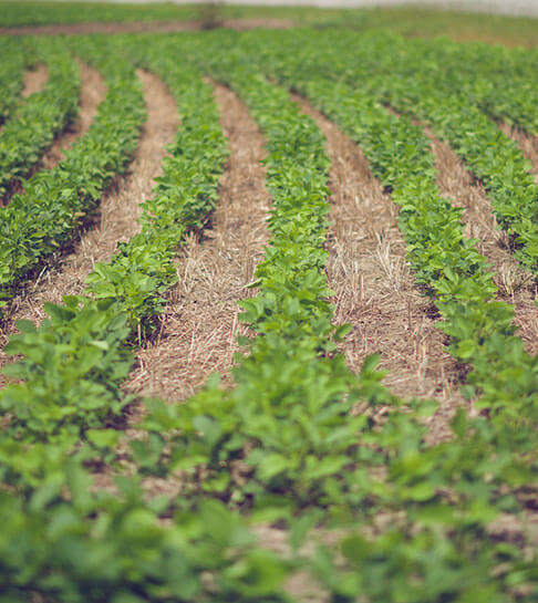 PRODUCE-packaging-program-top